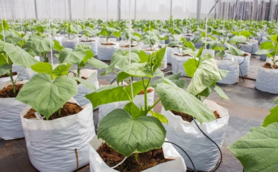 Огурцы в мешках — японский способ посадки: почему они плодоносят дольше и обильнее