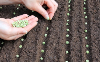 Эти культуры конфликтуют под землей: почему лук и горох не уживаются на одной грядке