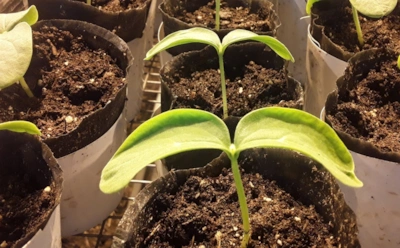 Если огуречная рассада желтеет — есть 6 причин: проверьте это в первую очередь