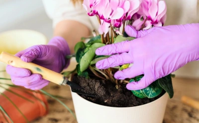 Как заставить цикламен цвести долго: уход, который дает результат 7–8 месяцев подряд