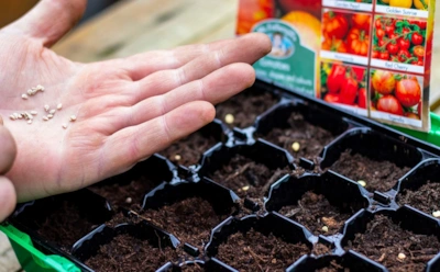 Как не нарваться на «пустые» семена: где покупать, как проверить и на что смотреть