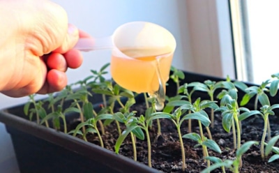Первые 14 дней решают все: как дать томатам правильный старт и получить шикарную рассаду