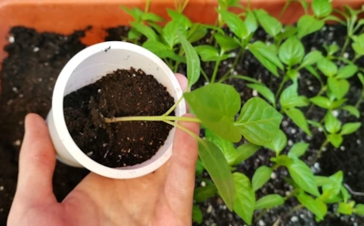 Рассада перцев и томатов окрепнет быстро: 3 средства из домашней аптечки вместо удобрений