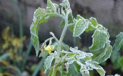 Как февраль губит рассаду на подоконнике: почему ростки вытягиваются и как это остановить