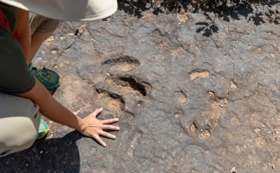 В ЮАР нашли отпечатки лап динозавров: почему находка меняет историю континента