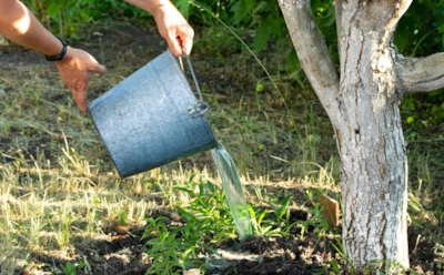 Весенняя подкормка вишни по возрасту: чем «разбудить» вишню, чтобы она была усыпана ягодами