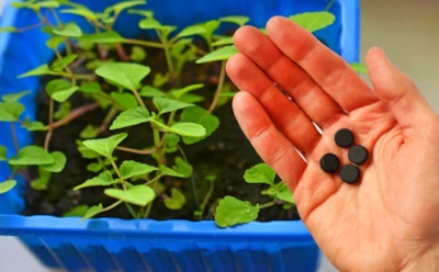 Рассада начала вытягиваться и слабеть: эти 5 таблеток из аптечки спасут ростки от гибели