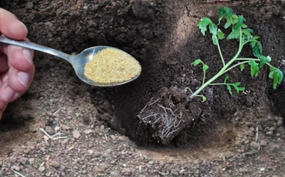 Помидоры начнут расти как бешеные: что бросить в лунку при посадке и почему это помогает