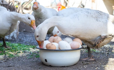 Утиные и гусиные яйца исчезли в РФ не случайно: почему их нет в продаже — дело не во вкусе