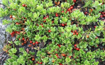 Толокнянка — новое слово в саду: красивый куст-лекарь — и почему с ней шутки плохи