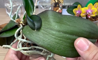 Кухня убивает орхидею — медленно, но верно: почему она чахнет даже при идеальном уходе