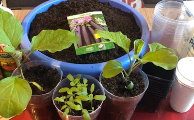 Баклажаны не взойдут вовремя: когда сеять рассаду, чтобы урожай был гарантирован