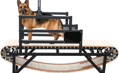 Трендовый тренажер для питомца: кому беговая дорожка правда помогает, а кому может навредить