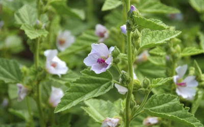 Как алтей спасает горло и желудок: кому он реально помогает, а кому лучше не экспериментировать