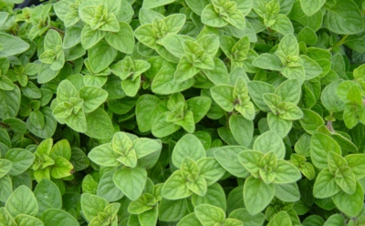 Одна приправа — десятки полезных свойств: мощная польза орегано — вот почему душицу ценят веками
