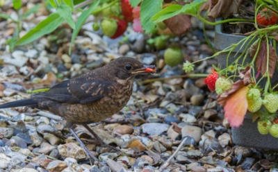 Птицы клюют клубнику подчистую: бросьте эту ложную приманку между кустами — и ягоды достанутся вам