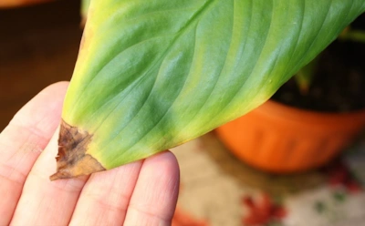 Февраль добивает комнатные цветы: что делать в конце зимы, чтобы листья не сохли и не опадали