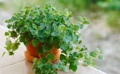 Эта пряность лечит и украшает блюда: за что так ценят майоран и где его применять с максимальной пользой