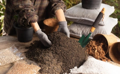 Почему нельзя доверять магазинному грунту: что стоит добавить в почву, чтобы не погубить рассаду