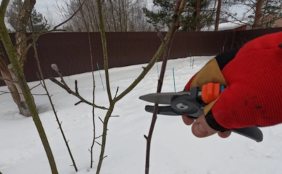 Важный визит на дачу в феврале: эти деревья лучше обрезать в конце зимы — главные нюансы