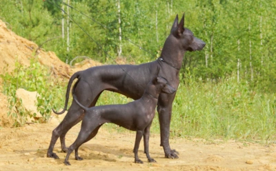 Эти собаки старше египетских пирамид: древние породы, пережившие тысячелетия — от фараонов до наших дней