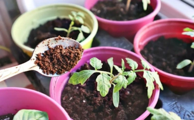 Если рассада чахнет без причины: эта кофейная добавка улучшает структуру грунта и губит вредителей