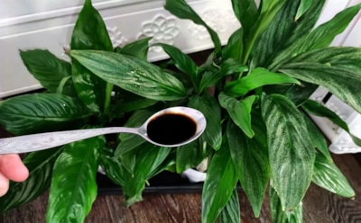 Как оживить спатифиллум без химии: обычная чайная заварка поможет восстановить почву — цветок воспрянет