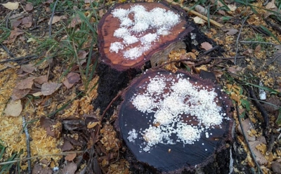 Старый пень больше не проблема — и речь не о муже: как ускорить гниение древесины на участке без техники