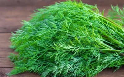 Эту полезную зелень ценили как серебро: почему укроп в Средние века заменял деньги и налоги