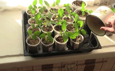 Как оживить слабую и вялую рассаду: эта натуральная подкормка из молочной кухни творит чудеса