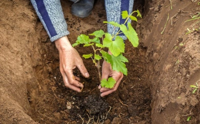 Стоит ли сажать рядом разные сорта винограда: как это влияет на урожай и размер ягод