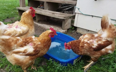 Если несушки простудились и появились хрипы: народный способ помочь курам без дорогих лекарств