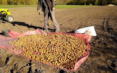 От чего зависит урожайность картофеля: что на самом деле влияет на результат — и дело совсем не в сорте