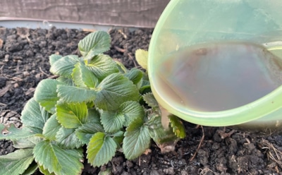 Одна весенняя подкормка — и клубника отблагодарит урожаем: натуральный стимулятор из злака