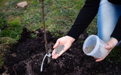 Сытая яблоня отблагодарит ведрами урожая: этот упущенный момент может лишить плоды сладости
