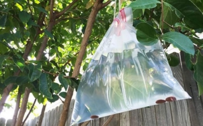 Зачем дачники вешают весной пакеты с водой на деревья: тихая профилактика сада — не спешите смеяться