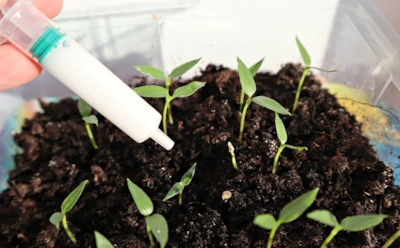 Пересадили рассаду по стаканчикам — пора и подкормить: когда и как вводить питание под корень томатов