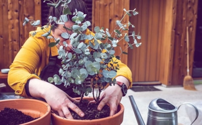 Домашний эвкалипт многие выращивают неправильно: как создать условия, в которых он приживется