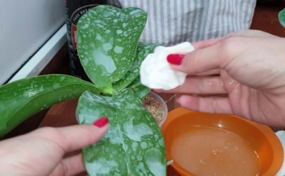 Орхидея чахнет без видимой причины: как обычное молоко способно реанимировать листья и корни