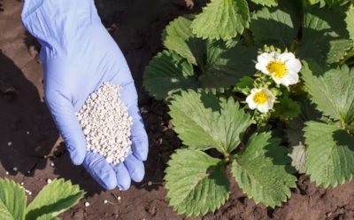 Ягоды просыпаются раньше всех: чем подкормить смородину, крыжовник и клубнику весной