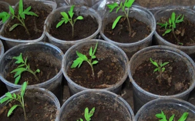 Пикировка томатов как устаревшая привычка: что дает отказ от ранней пересадки и как поведет себя рассада