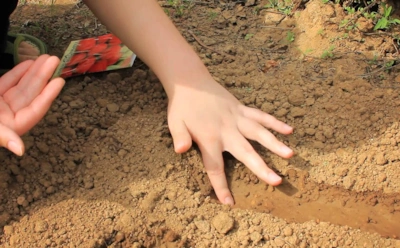 Посейте это сейчас — соберете урожай в июне: какие корнеплоды посадить ранней весной — даже при +5 °C