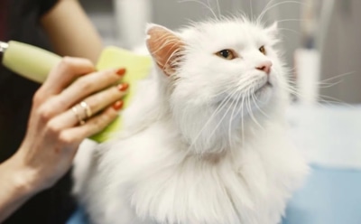 Почему грумер для кошки — не роскошь, а база: что может пропустить хозяин и заметить лишь профессионал