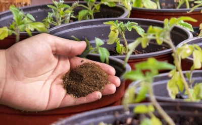 Если рассада томатов критично вытянулась: метод с заглублением стебля помогает нарастить корни