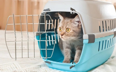 Комфорт в дороге начинается с переноски: какая модель подойдет именно вашей кошке