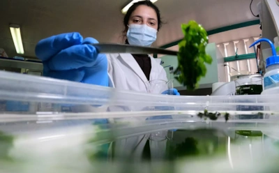 Все начнет расти в 5 раз быстрее: ученые создали природный стимулятор из камчатских водорослей