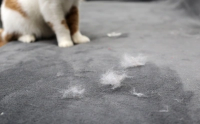 Если кошачья шерсть преследует вас постоянно: как справиться с ней, если нет робота-пылесоса