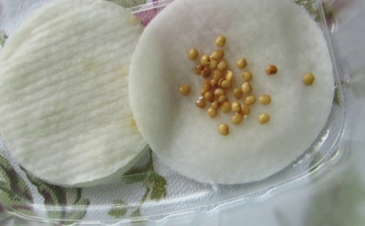 Как лучше проращивать семена перед посевом: сильная сторона «влажного» метода