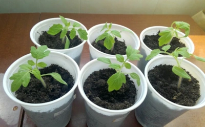 Опытные дачники меняют подход к рассаде: как вырастить томаты без пикировки и получить мощные корни