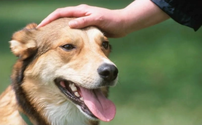 Как сказать собаке о своей любви: где гладить питомца, чтобы ему было особенно приятно